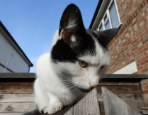 Screen Shot 2014-05-16 at 12.52.54 PM