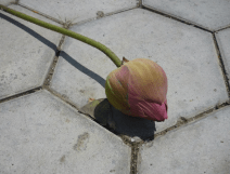 lotus flower dropped at peace rally